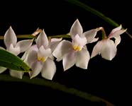 Ogm. pulchellum